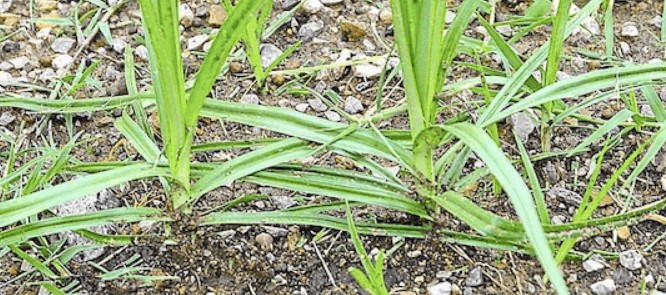 Nutgrass weed in your lawn